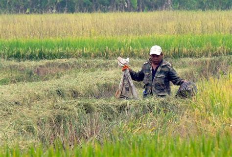 Musim Menuai Di Kedah Bantu Pulih Bekalan Beras Putih Di Pasaran