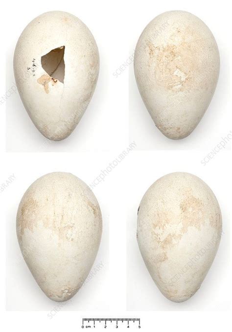 Emperor Penguin Eggs - Stock Image