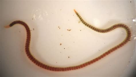 Aquatic Earthworms – Pearson Ecological