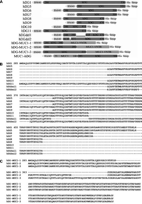 Recombinant O Mannosylation Probes Expressed In Ebna Cells All