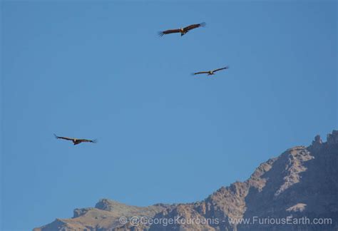 Andean Condors of Colca Canyon, Peru