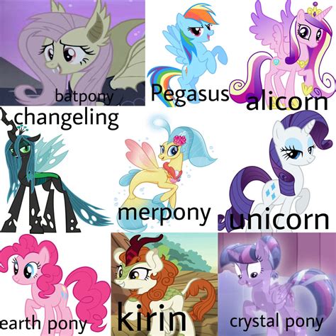 My Little Pony FanClub - Club - Everskies