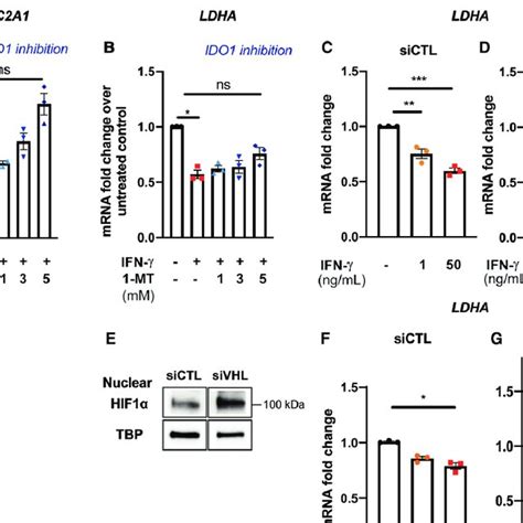 IFN γ induced suppression of glycolytic gene expression is mediated by