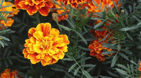 Are Marigolds Annual Biennial Or Perennial Plants