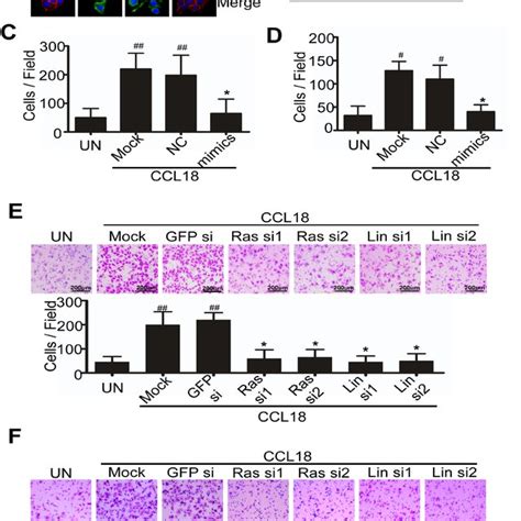 Ccl18 Reduces Mir98 Expression To Enhance Emt Migration And Invasion