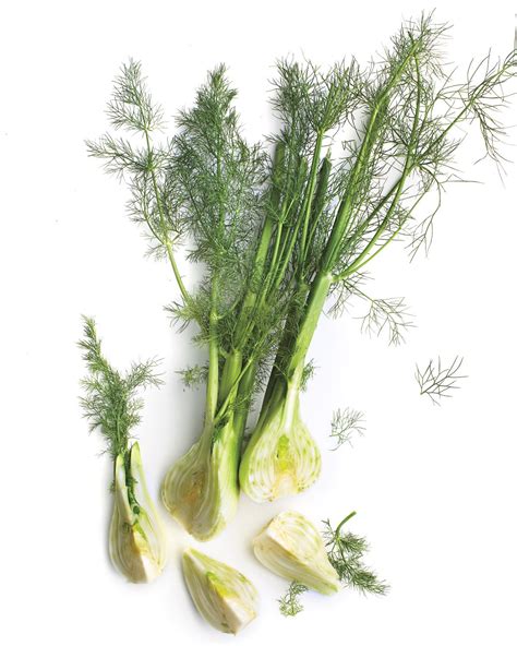 25 Truly Fabulous Fennel Recipes Fennel Recipes Fennel Baked Fennel