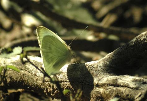 Great Southern White Ascia Monuste Automate NGIDn21066 Flickr