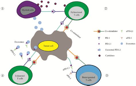 Pd L Exosomes