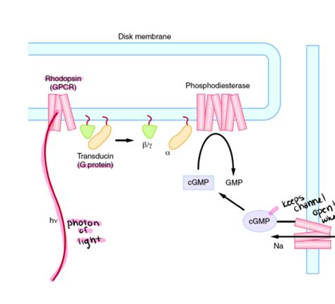 Foundations Exam Cns Flashcards Quizlet