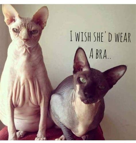 Funny Hairless Cat Memes