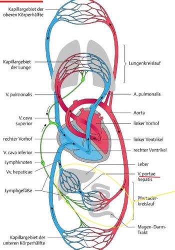 Kreislaufsystem Berblick Karteikarten Quizlet