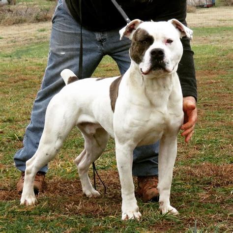 79+ American Bulldog Breeders Scott Type Photo - Bleumoonproductions