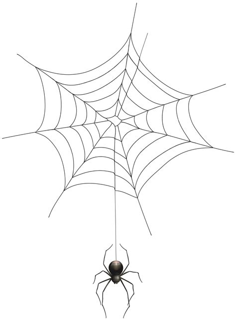 Spider web Clip art - Transparent Spider Cliparts png download - 5888*8000 - Free Transparent ...