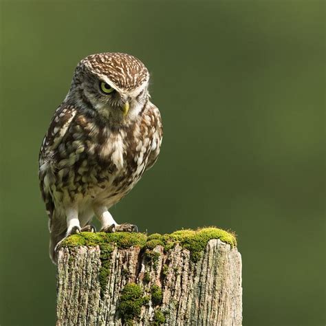 Grumpy Little Owl Owl Little Owl Grumpy