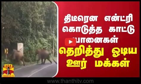 திடீரென என்ட்ரி கொடுத்த காட்டு யானைகள் தெறித்து ஓடிய ஊர் மக்கள்