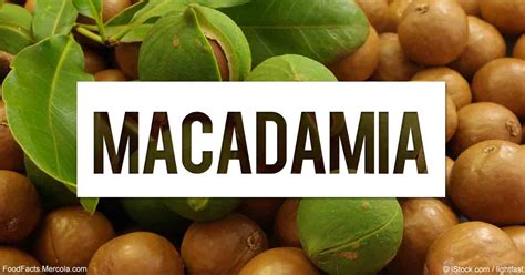 What Is Macadamia Good For