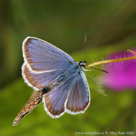 Silver-studded Blue Photos, Silver-studded Blue Images, Nature Wildlife ...