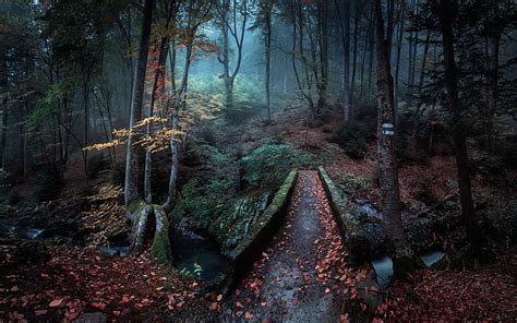 Green and maroon forest painting, autumn, forest, fog, HD wallpaper ...