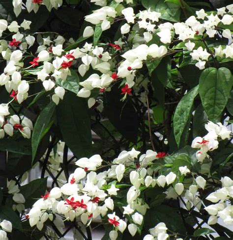 D Couvrir Kuva Flor L Grimas De Cristo Thptnganamst Edu Vn