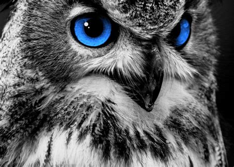 'Owl lover Blue Eyes' Poster, picture, metal print, paint by Official Brand Mikeavelli ...