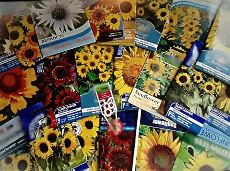 Helianthus Annuus, Common Sunflower - a Complete Guide (With Images)