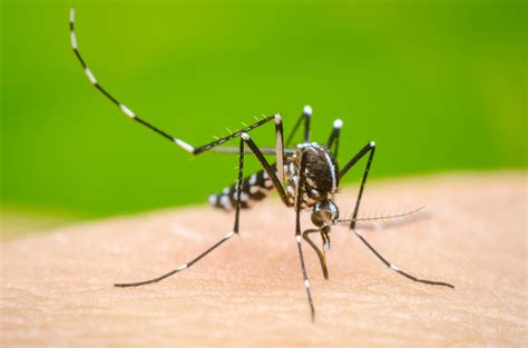 Dengue Cases On The Rise In Islamabad Hum News