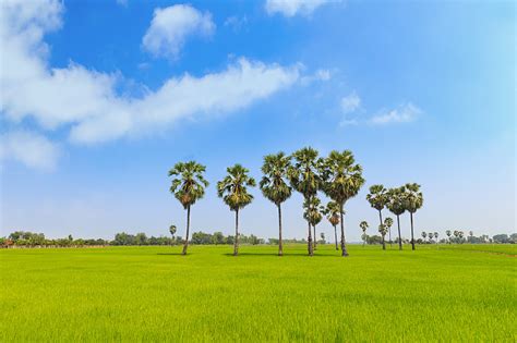 泰国 稻田 风景 自然 堤岸 甘蔗 棕榈树 居住区 水 天空 摄影素材 汇图网www huitu