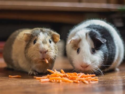 O que porquinho da índia pode comer Blog da Cobasi