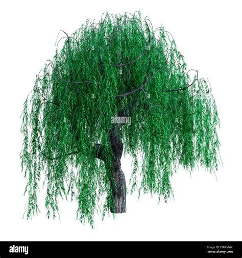 D Rendering Of A Green Weeping Willow Or Salix Babylonica Isolated On