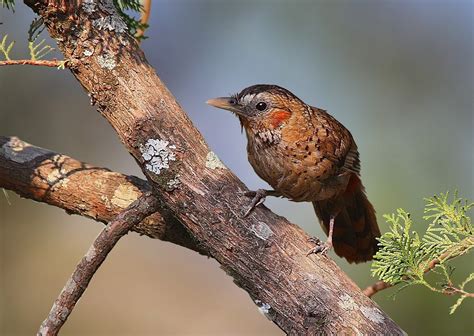 Pangot birding destination | North India Birding hotspot | Pangot