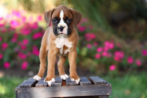 Boxer Puppy Wallpapers Top Free Boxer Puppy Backgrounds Wallpaperaccess