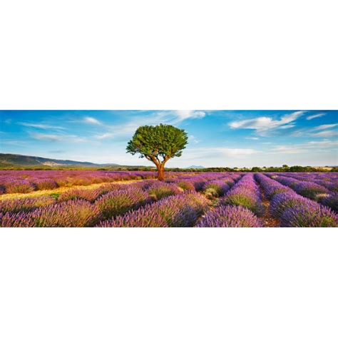 Lavender Field And Almond Tree Provence France