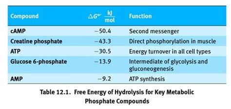 CHP 12 Bioenergetics Regulation Of Metabolism Flashcards Quizlet