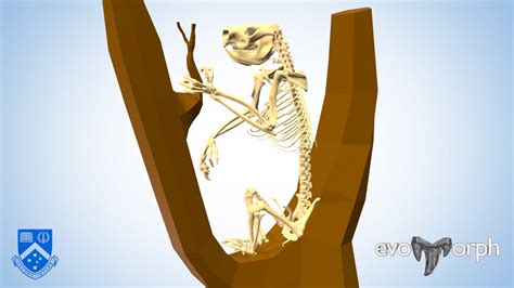 Koala skeleton - 3D model by Evans EvoMorph Lab (@arevans) [9282d58 ...