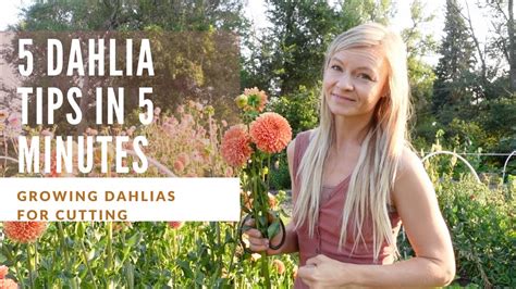 5 Dahlia Growing Tips In 5 Minutes YouTube