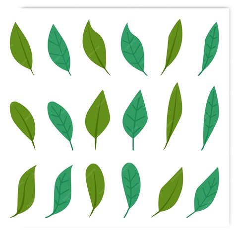 premium vector collection  leaf flat designs