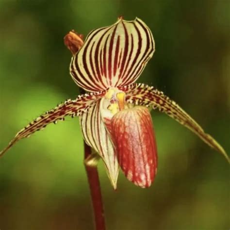 Rothschild's Slipper Orchid: A Rare and Exquisite Floral Treasure ...