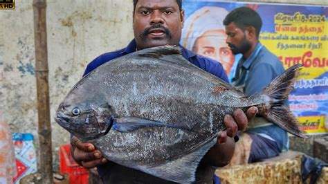 Kasimedu Speed Selvam Big Pomfret Fish Cutting Video K Video