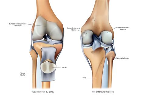 Anatomie Genou Morphologie Et Articulations 2022