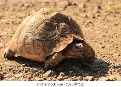 Stigmochelys Pardalis Previously Geochelone Pardalis Leopard Stock