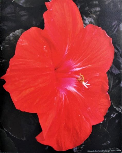 Canvas Print Red Hibiscus X