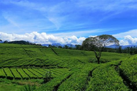 Tempat Kebun Teh Puncak Cisarua Bogor Beserta Harga Tiket Masuk, Jam Buka dan Pemandangan di ...