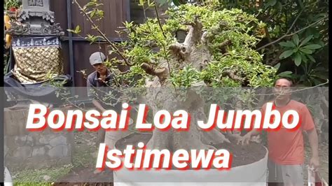 Bonsai Loa Jumbo Istimewa YouTube