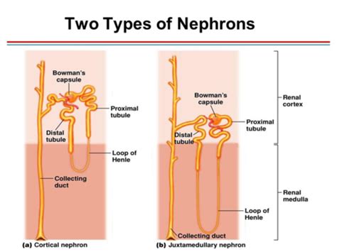 Exam Renal Flashcards Quizlet