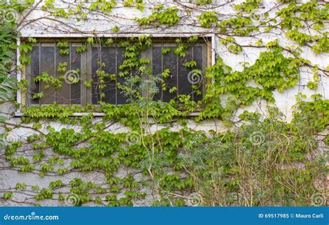 Ivy Covered Exterior Wall Image Stock Image Du Glace 69517985