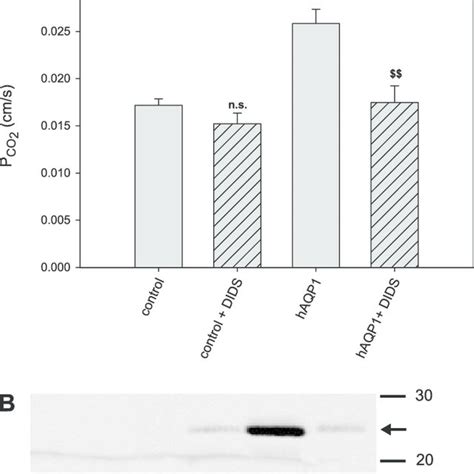 Expression Of Haqp 1 In Mdck Cells Increases P Co2 A Mdck Cells