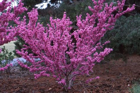 Cercis Chinensis Avondale Free Freight Option