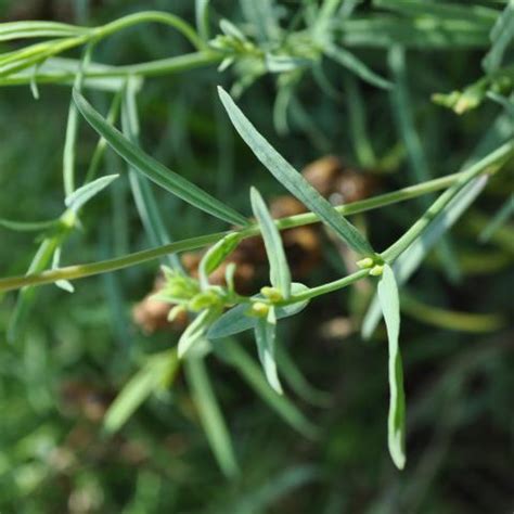 Yellow toadflax | Turfgrass and Landscape Weed ID