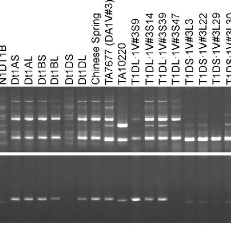 Pcr Pattern Of Ssr Markers Cfd63 And Gdm126 Mapped On 1dl With