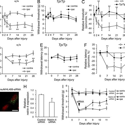 Suppression Of Netrin Expression Attenuates Tactile Allodynia In